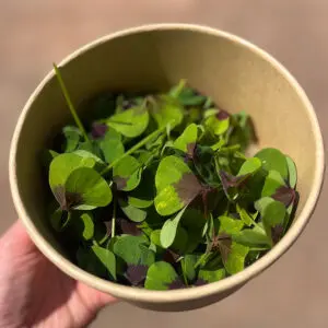 iron cross sorrel