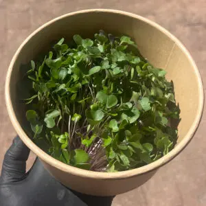 kohlrabi