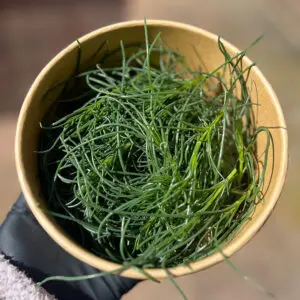 monks beard