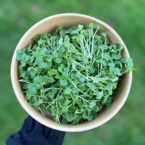 brocolli
