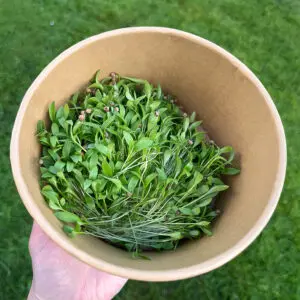 coriander