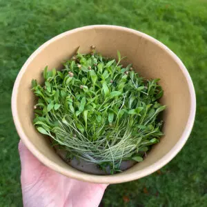 coriander