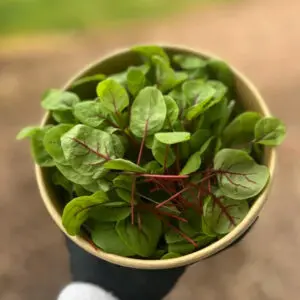 red vein sorrel