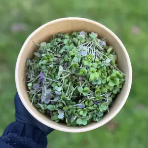 white mustard