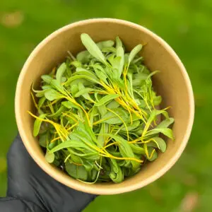 yellow chard
