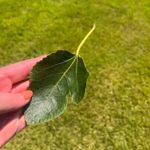 Fig Leaf