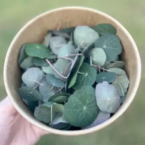 Nasturtium Leaves