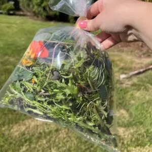 Forest Fusion Mix