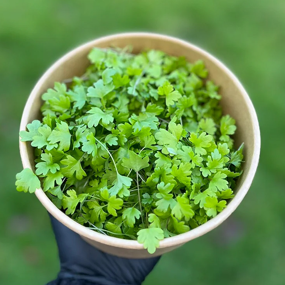 celery leaf