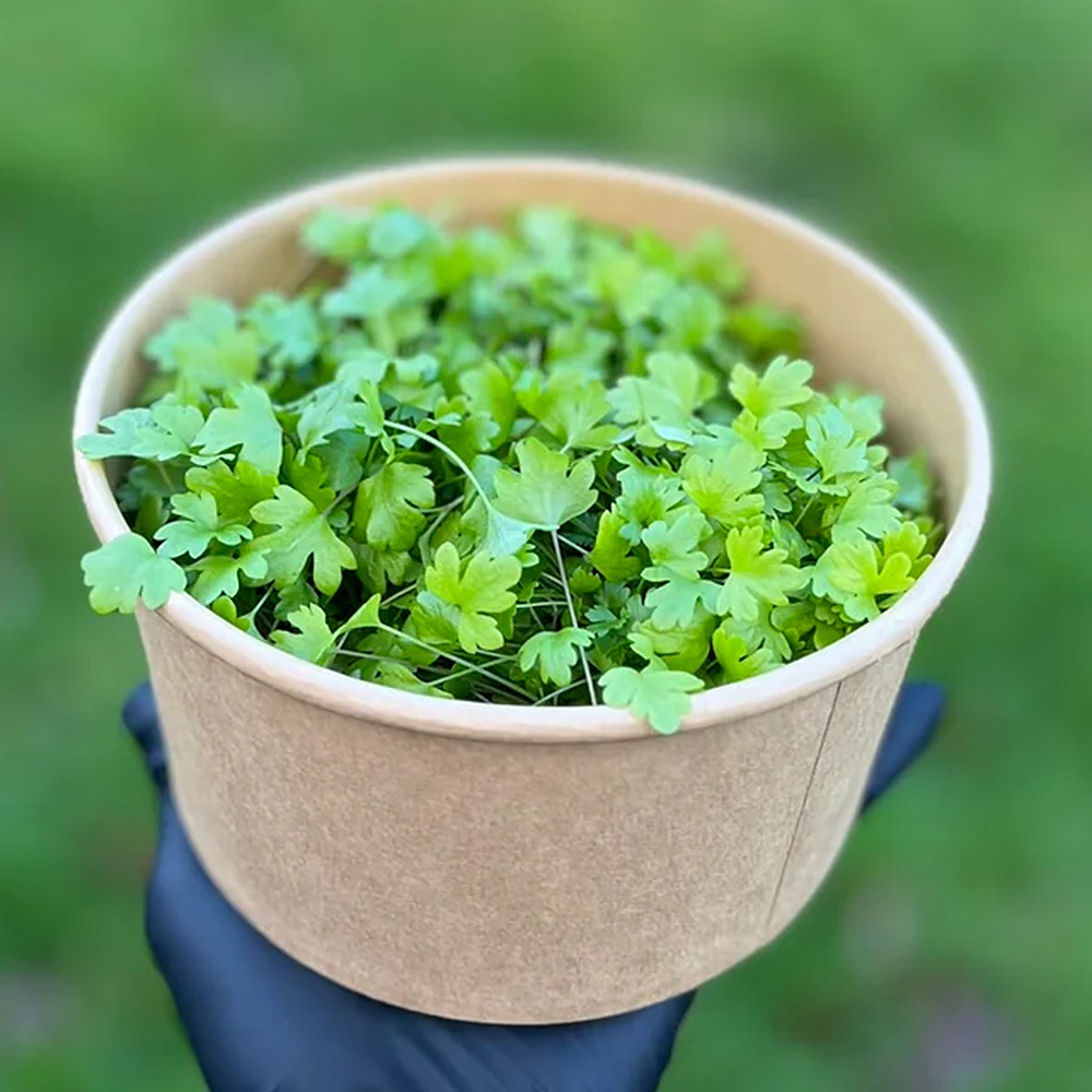celery leaf
