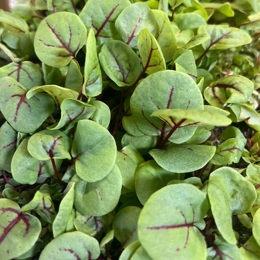 red vein sorrel