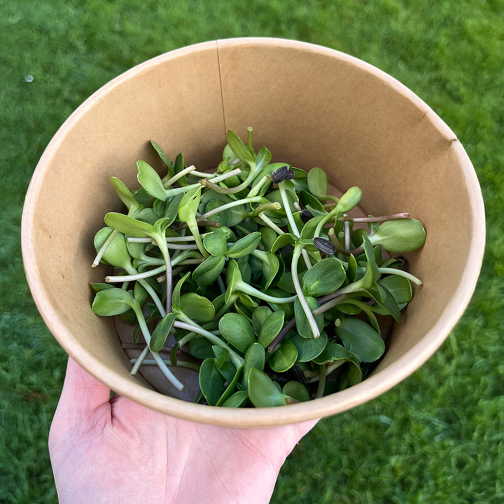 sunflower shoots