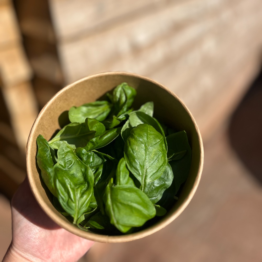 Basil Eatable Genovese Basil - Devon Microgreens & Edible Flowers